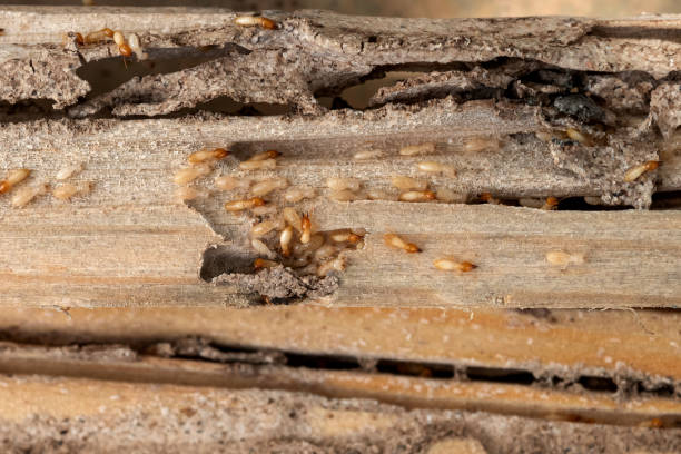 Pest Prevention Services in Newark, DE